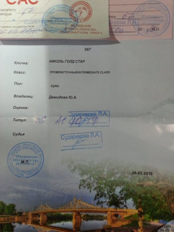 Фото: ньюфаундленд Николь Голд Стар (Nikol Gold Star)