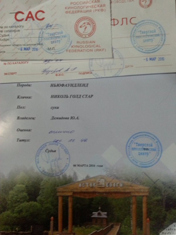 Фото: ньюфаундленд Николь Голд Стар (Nikol Gold Star)