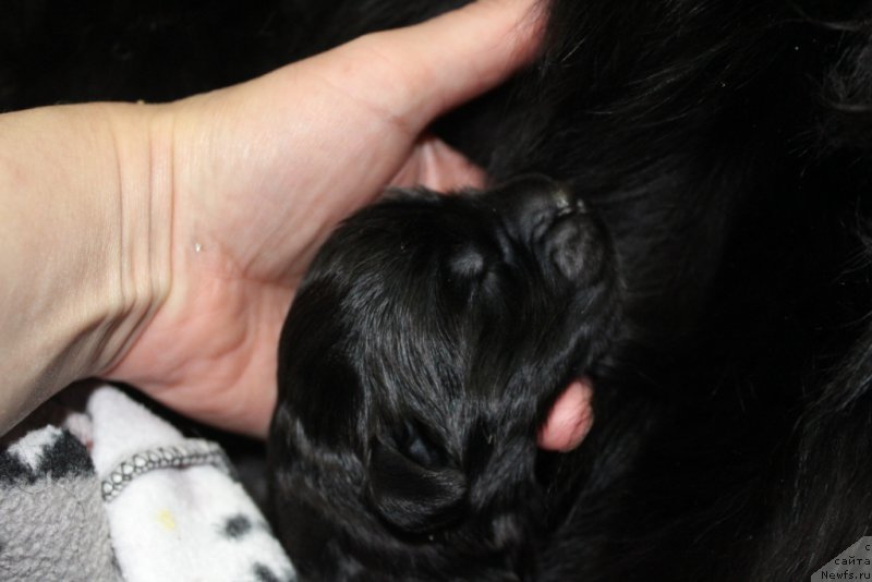 Фото: ньюфаундленд Даймонд Кинг