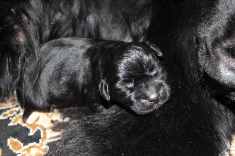 Фото: ньюфаундленд Даймонд Кинг