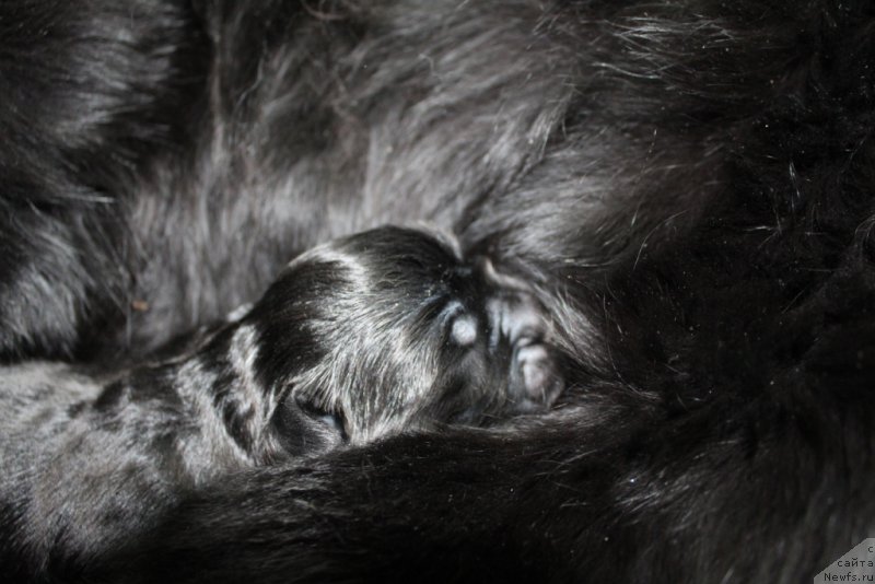 Фото: ньюфаундленд Даймонд Кинг