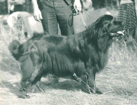 Фото: ньюфаундленд Нериса