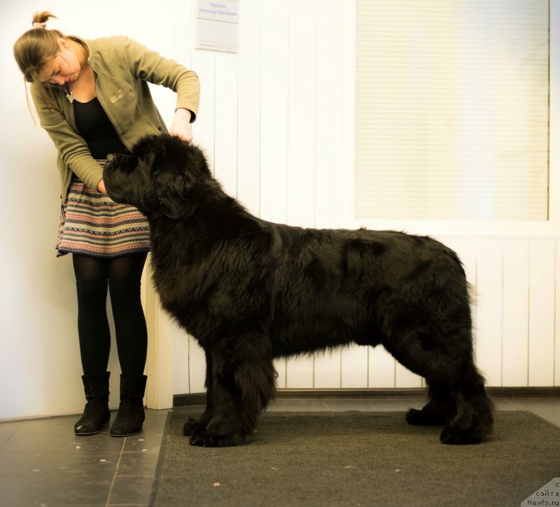 Фото: ньюфаундленд Смигар Ливерпульский Четвертак (Smigar Liverpulsiy Chetvertak)
