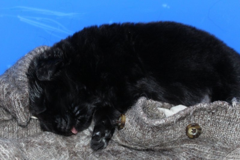 Фото: ньюфаундленд Даймонд Кинг