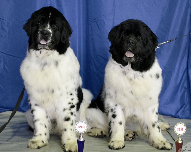 Фото: ньюфаундленд Маг Исполин Ольха, ньюфаундленд Маг Исполин Онега