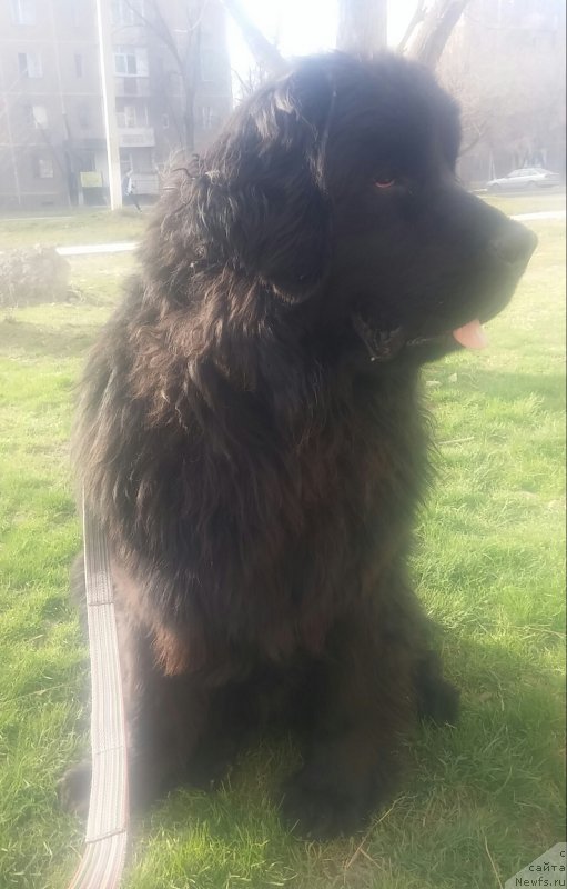 Фото: ньюфаундленд Ньюфорт Дивная Диана, ньюфаундленд Ньюфорт Дивная Диана