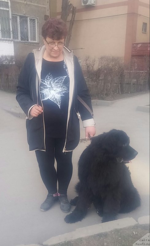 Фото: ньюфаундленд Ньюфорт Дивная Диана, Ирина Умбеталиева