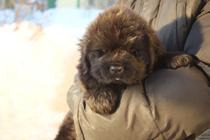 Фото: ньюфаундленд Даймонд Кинг