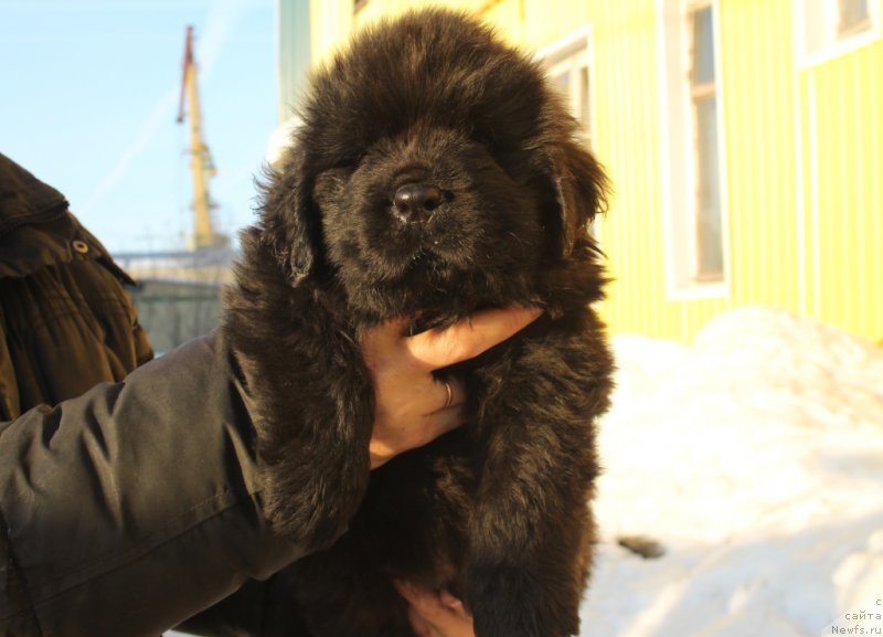 Фото: ньюфаундленд Даймонд Кинг