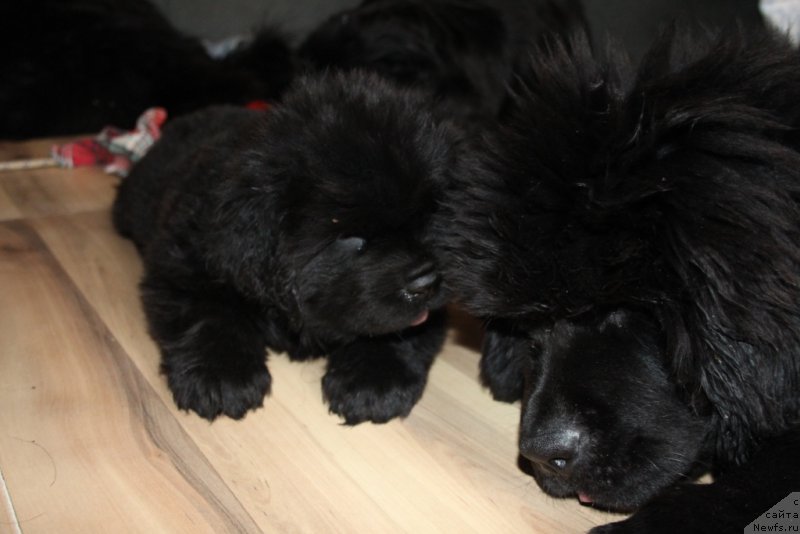 Фото: ньюфаундленд Даймонд Кинг