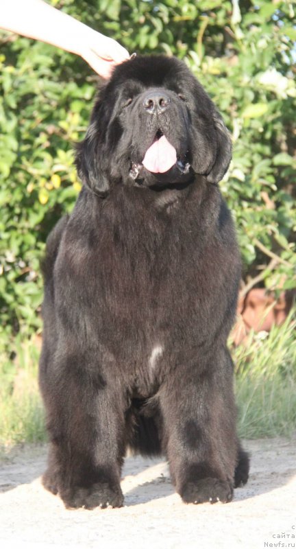 Фото: ньюфаундленд Акватория Келвин Фифа (Aquatoriya Kelvin Fifa)