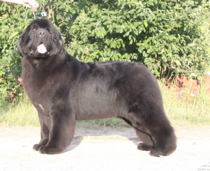 Фото: ньюфаундленд Акватория Келвин Фифа (Aquatoriya Kelvin Fifa)