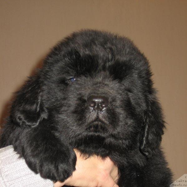 Фото: ньюфаундленд Митрофан с Берега Дона (Mitrofan s Berega Dona)