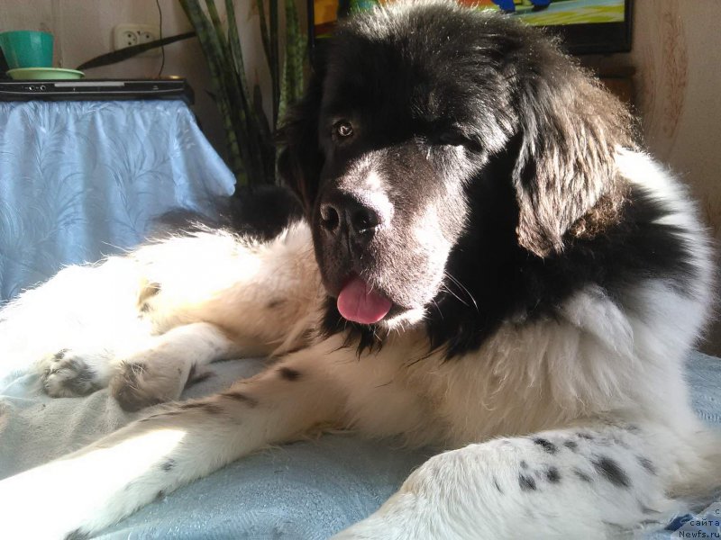 Фото: ньюфаундленд Гордон Инг'л Перикльз фром Рашн Беар