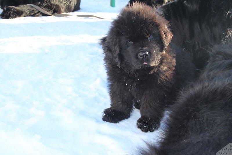 Фото: ньюфаундленд Даймонд Кинг
