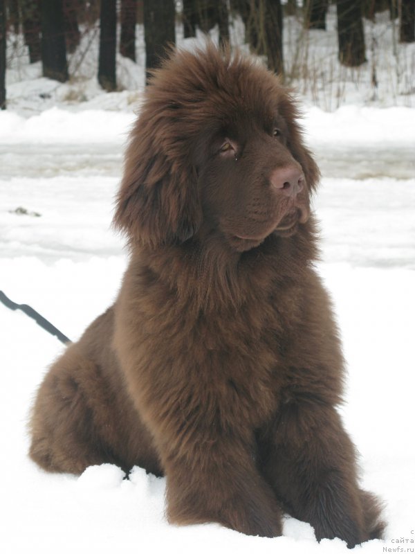 Фото: ньюфаундленд Фанньюф Анатолия