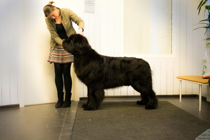 Фото: ньюфаундленд Смигар Ливерпульский Четвертак (Smigar Liverpulsiy Chetvertak)