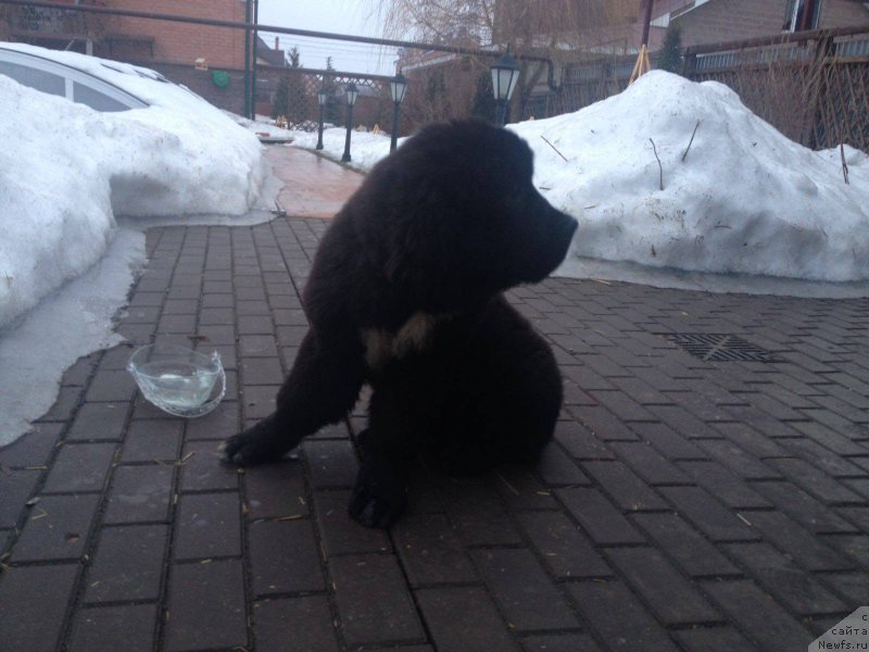 Фото: ньюфаундленд Смигар Бон Джови (Smigar Bon Jovi)