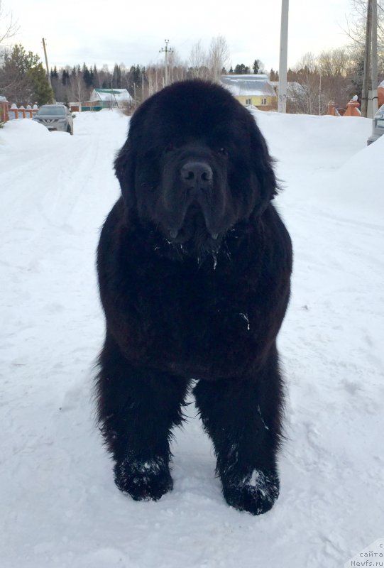 Фото: ньюфаундленд Акватория Келвин Ультиматум (Aquatoriya Kelvin Ultimatum)