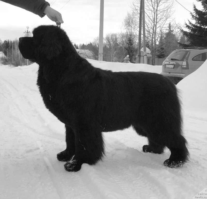 Фото: ньюфаундленд Акватория Келвин Ультиматум (Aquatoriya Kelvin Ultimatum)