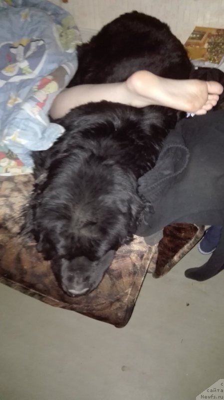 Фото: ньюфаундленд Дар Свезы Юриель Корона Бореалис (Dar Svezy Uriel Korona Borealis)