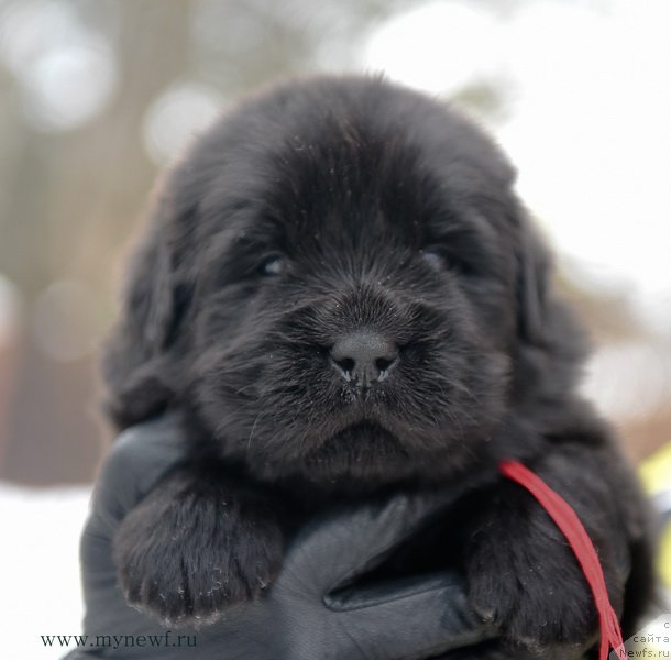 Фотография № 203198