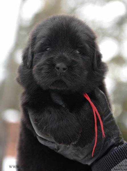 Фотография № 203199