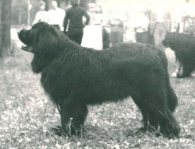 Фото: ньюфаундленд Урро