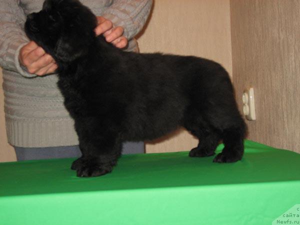 Фото: ньюфаундленд Марфуша с Берега Дона (Marfysha s Berega Dona)