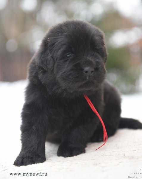 Фотография № 203204