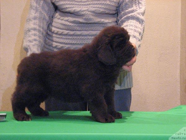 Фото: ньюфаундленд Марица с Берега Дона для Пчёлкиного Дома (Maritsa s Berega Dona for Pchiolkin Dom)