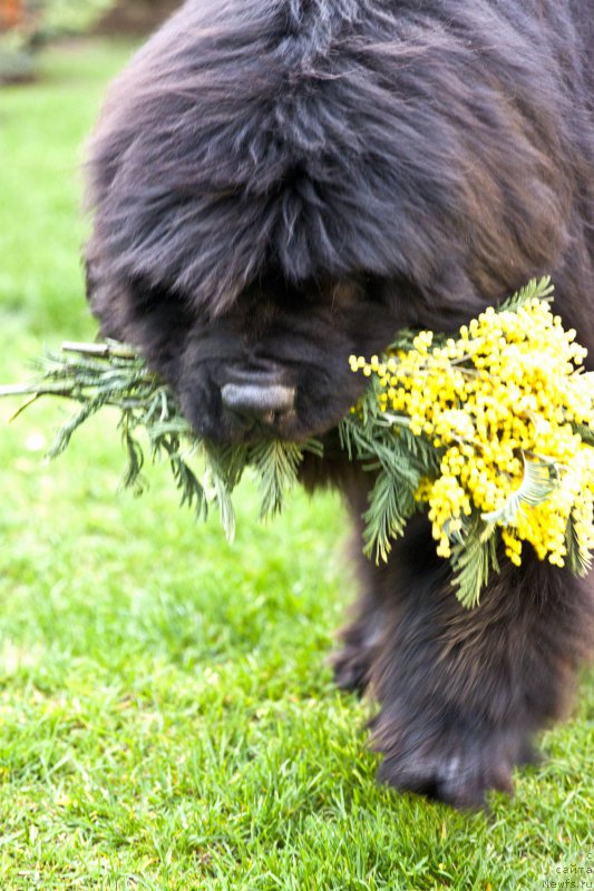 Фото: ньюфаундленд Акватория Келвин Ультрамодерн (Aquatoria Kelvin Ultramodern)