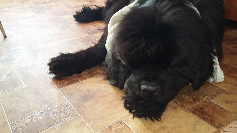 Фото: ньюфаундленд Супер Премиум Мерлин Монро