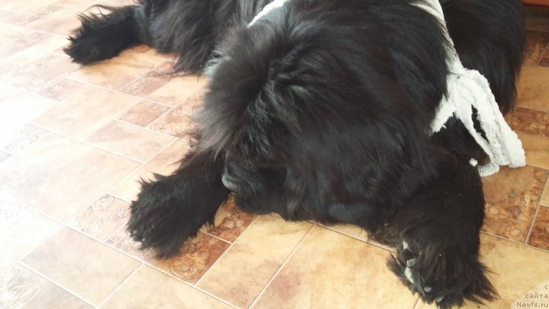 Фото: ньюфаундленд Супер Премиум Мерлин Монро