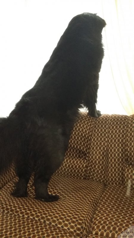 Фото: ньюфаундленд Несси Блэк с  Лесной Заимки