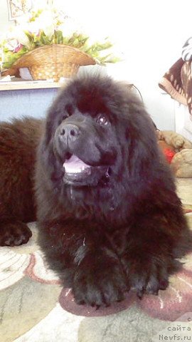 Фото: ньюфаундленд Ринглет Прайд Бэбби Долл