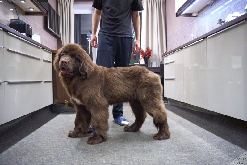 Фото: ньюфаундленд Фанньюф Аквилон (Funnewf Akvilon)