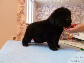 Фотография № 203235