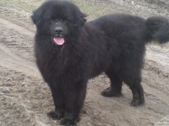 Фото: ньюфаундленд Ольбар де Зор Ирбис