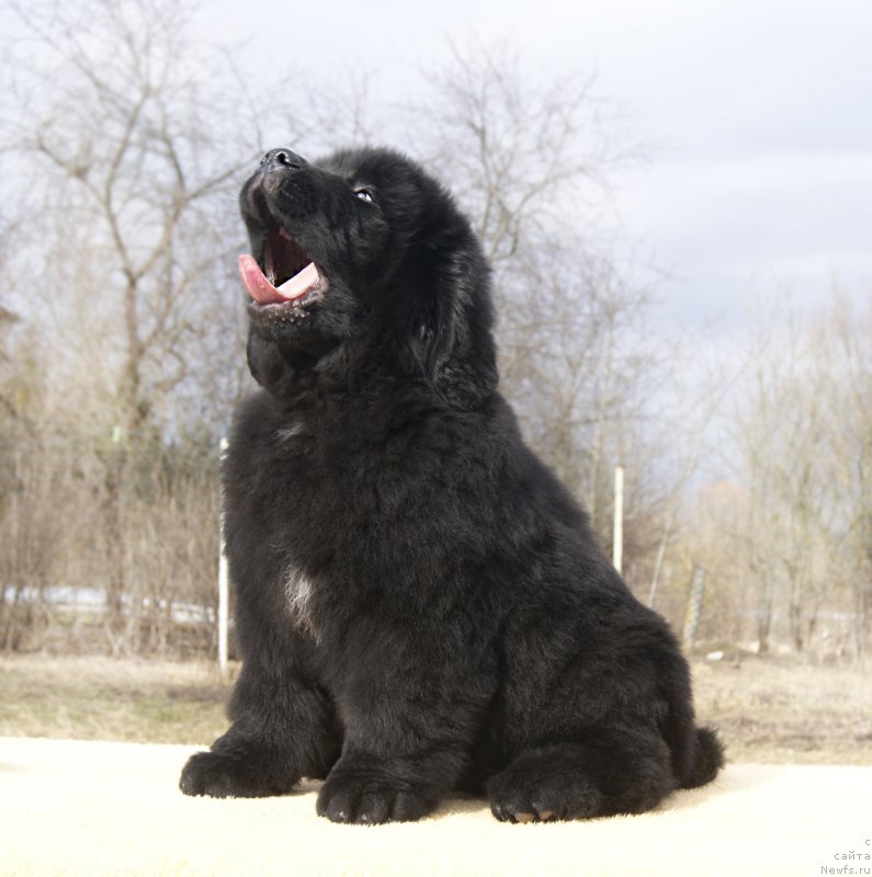 Фотография № 203251