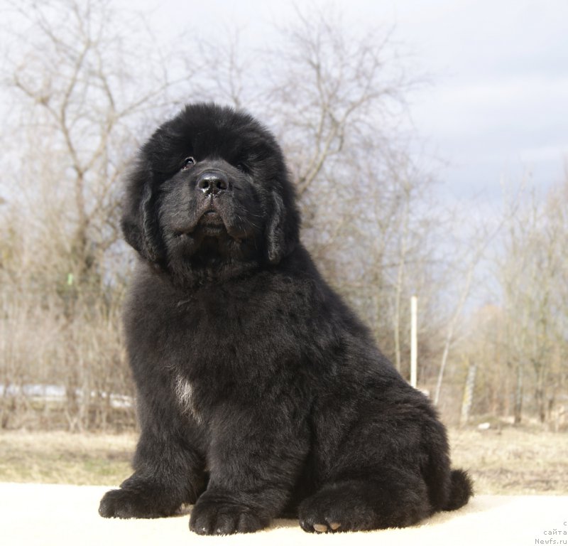 Фотография № 203253