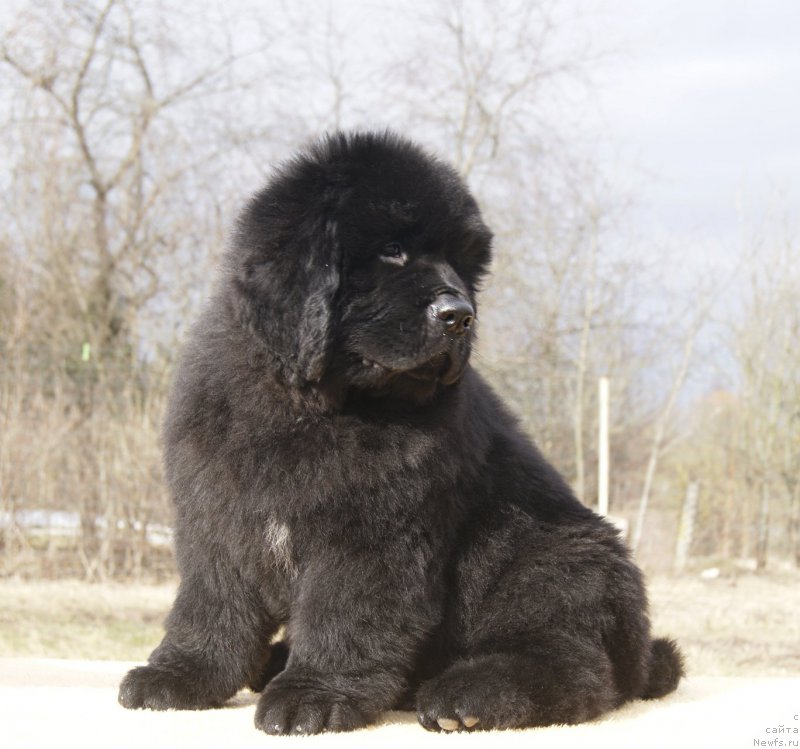 Фотография № 203254