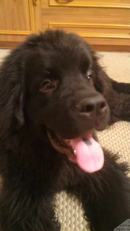 Фото: ньюфаундленд Белкондер-Клаб Бургунди Айс (Belkonder-Club Burgundy Ice)