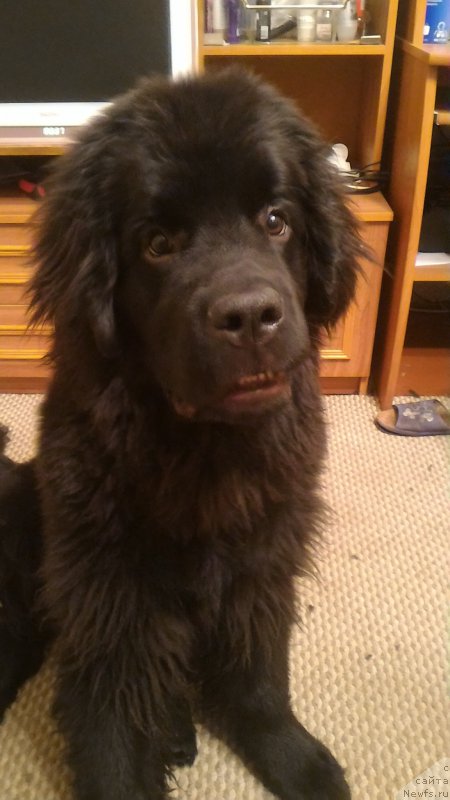 Фото: ньюфаундленд Белкондер-Клаб Бургунди Айс (Belkonder-Club Burgundy Ice)