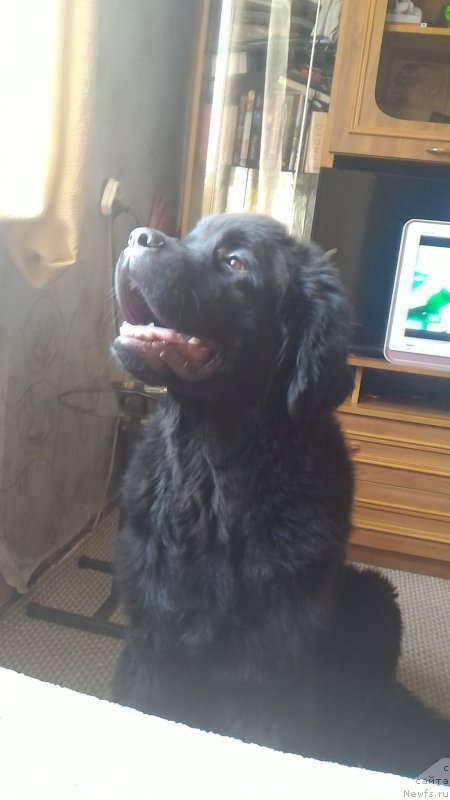 Фото: ньюфаундленд Белкондер-Клаб Бургунди Айс (Belkonder-Club Burgundy Ice)