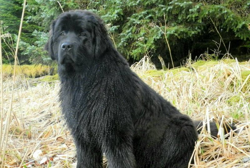 Фотография № 203267