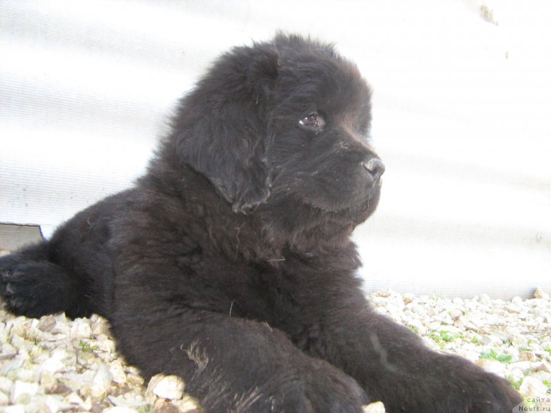 Фото: ньюфаундленд Зимний Дар с Берега Дона (Zimniy Dar s Berega Dona)