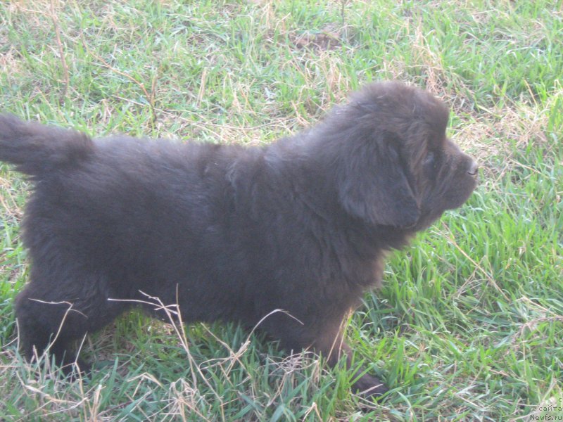 Фото: ньюфаундленд Зимний Дар с Берега Дона (Zimniy Dar s Berega Dona)