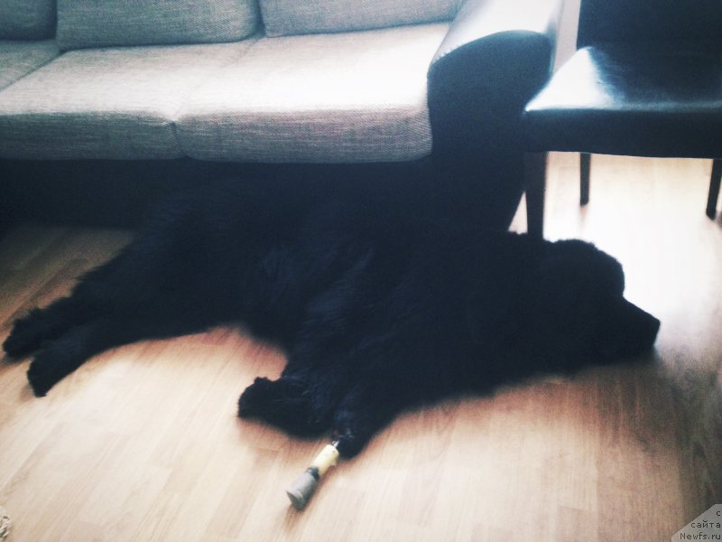 Фото: ньюфаундленд Браунблад МСК Харита Хавва (Brownblood MSK Harita Havva)