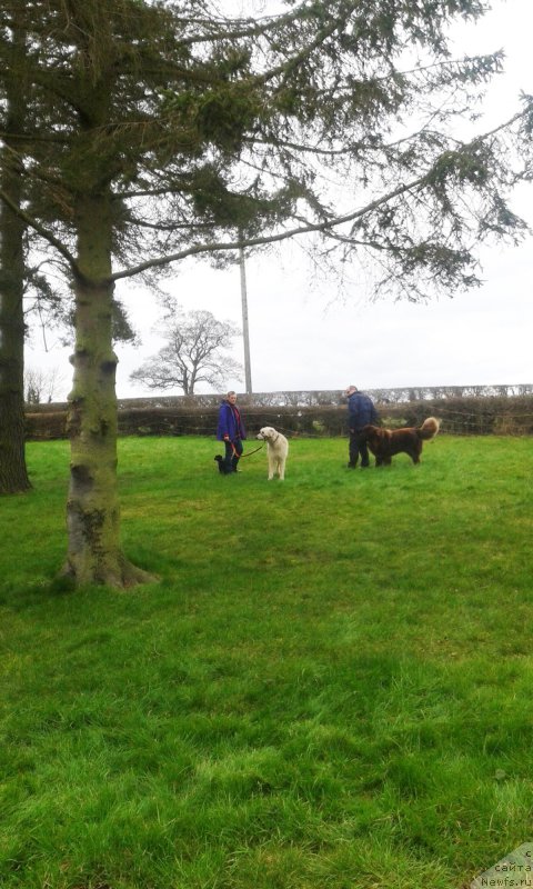 Фото: ньюфаундленд Нобл Кинг Май Лорд Симба